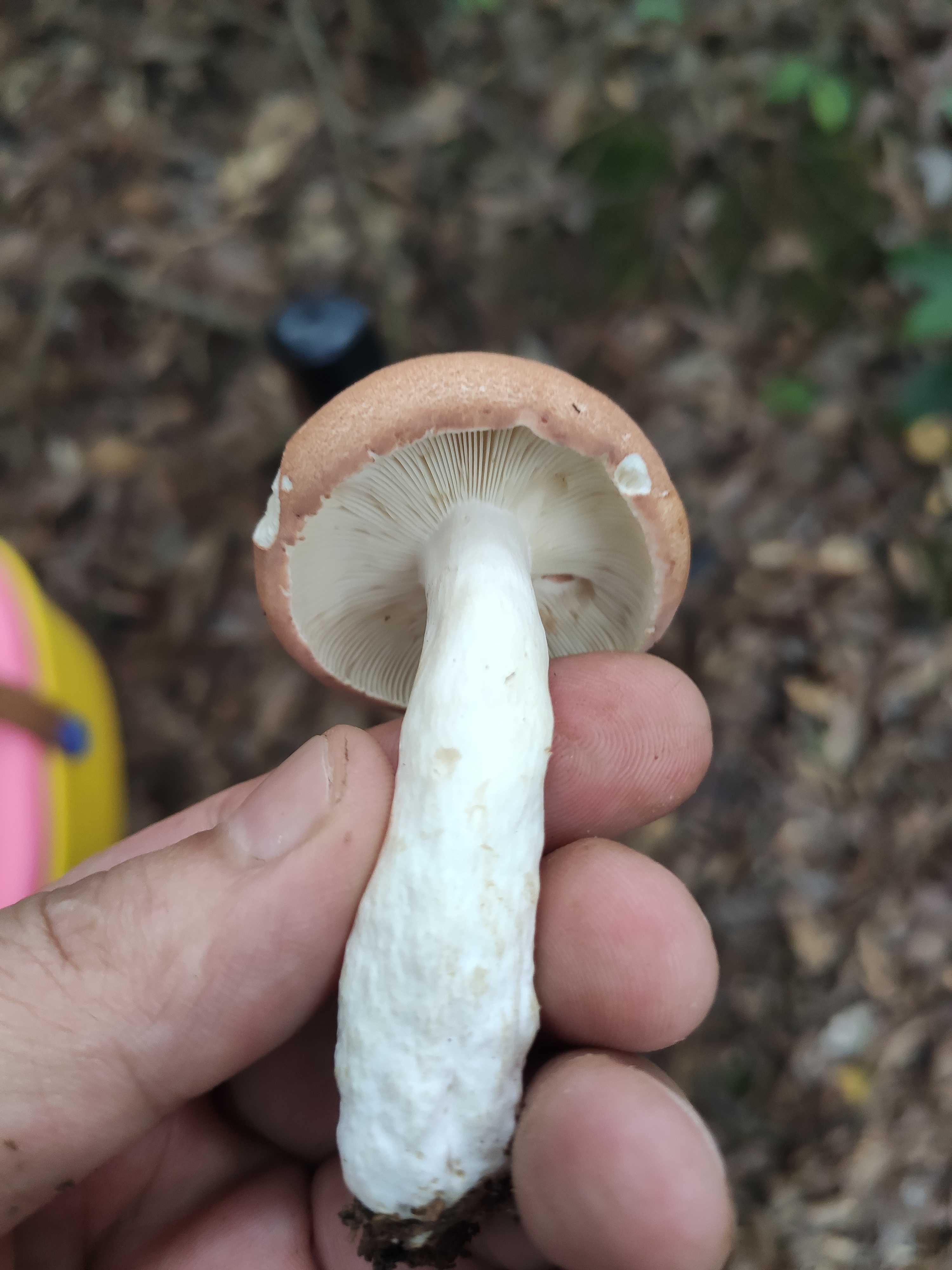 假致密红菇