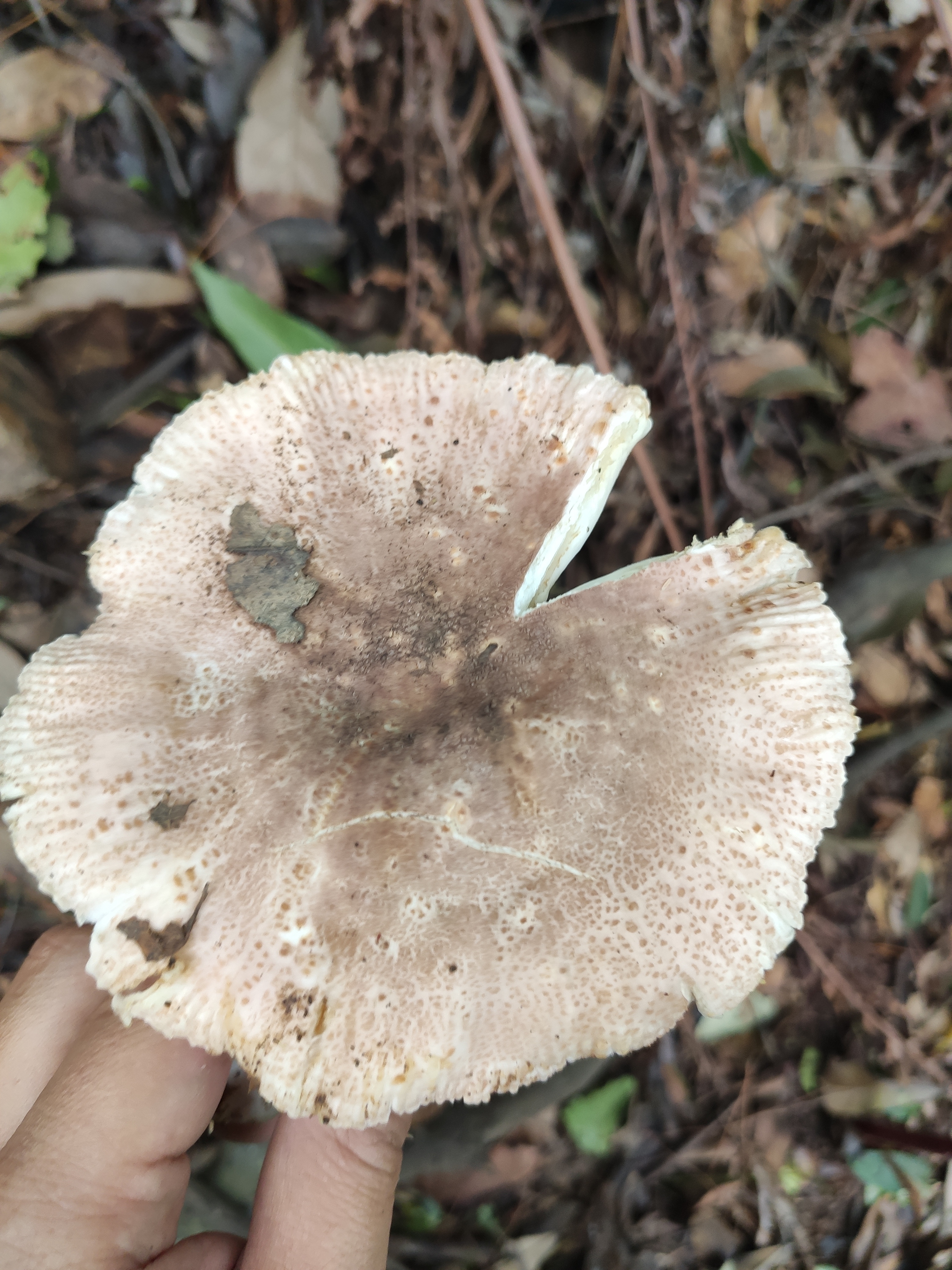 红菇属
