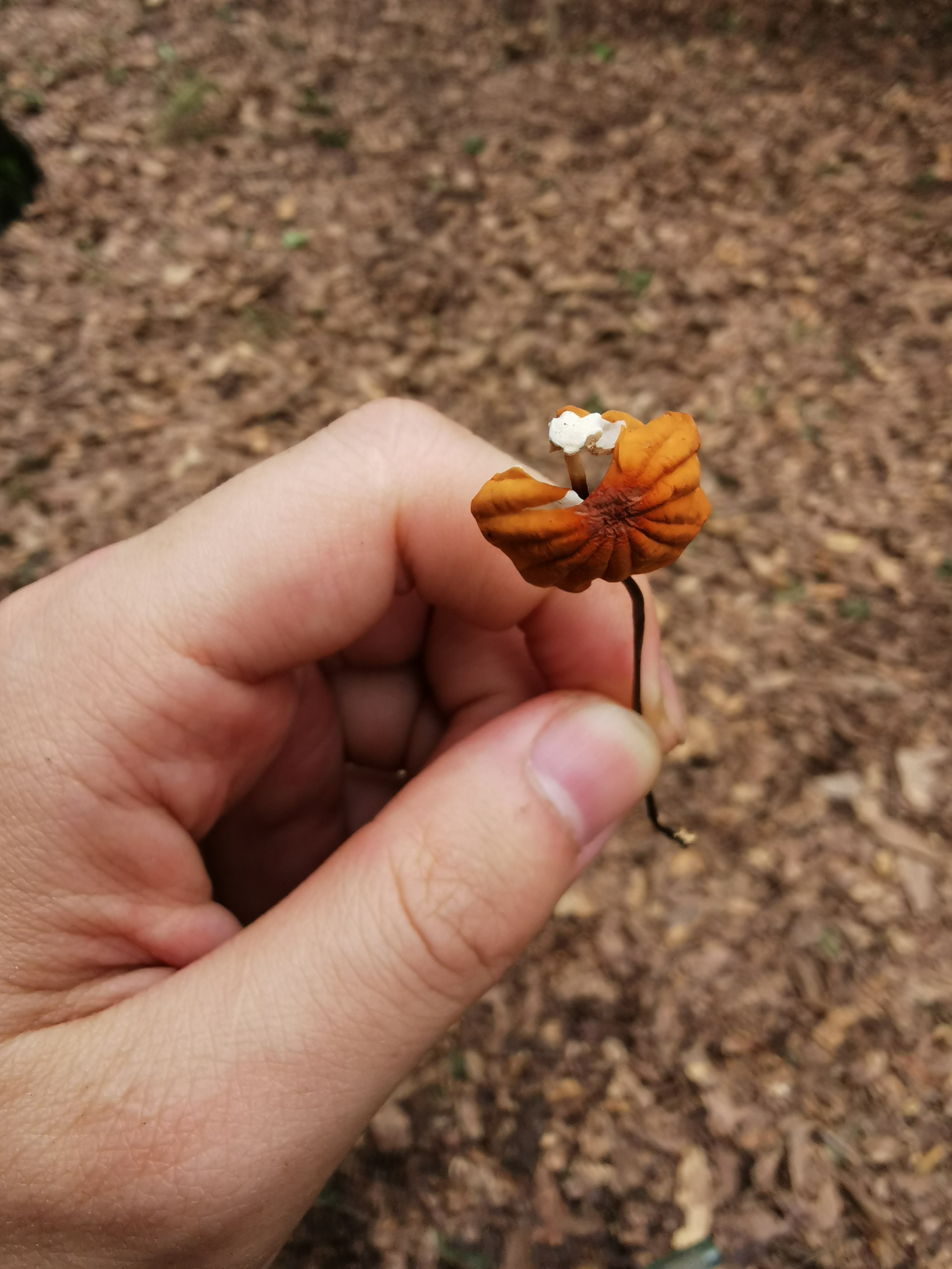 干小皮伞