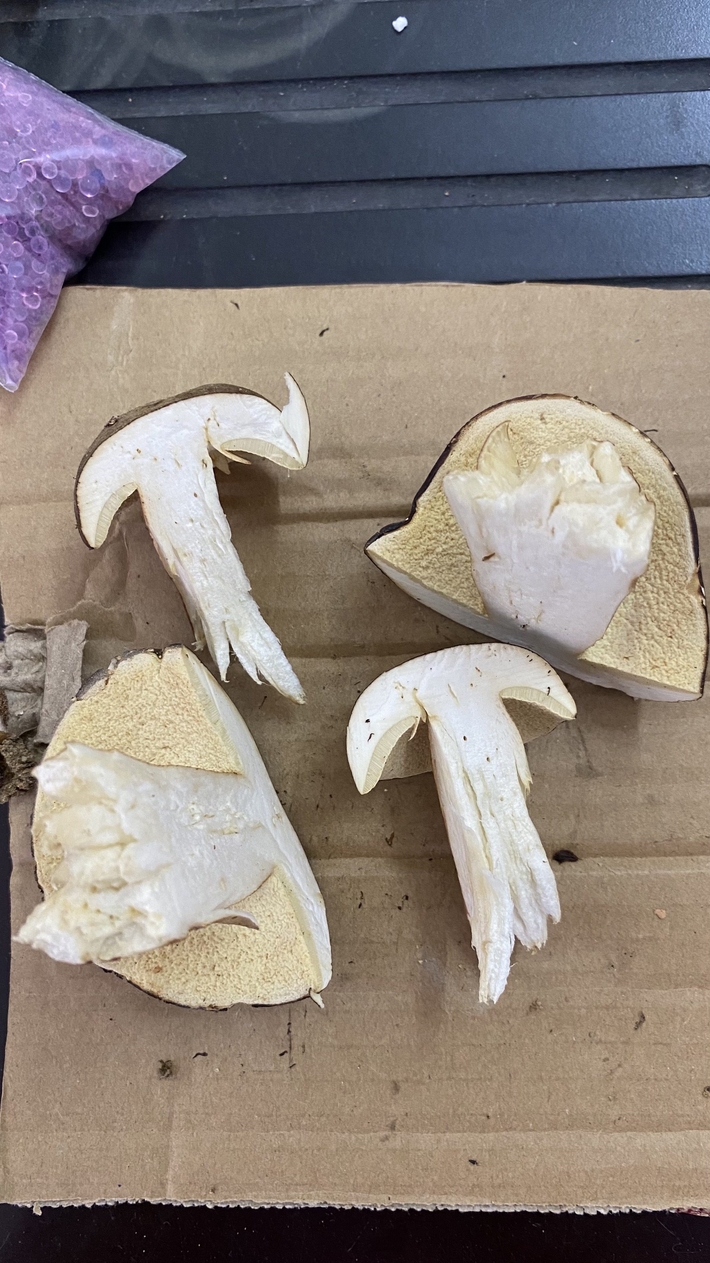 灰盖牛肝菌