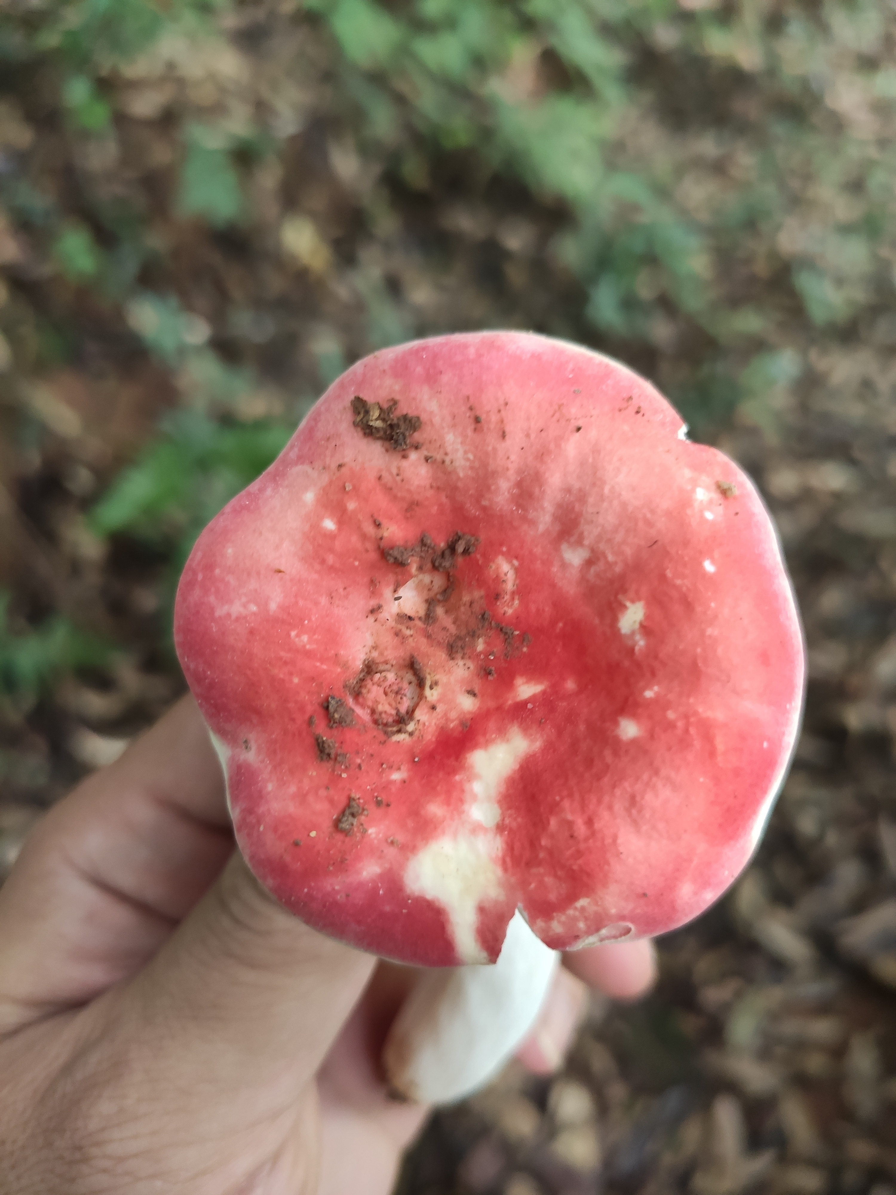 红菇属