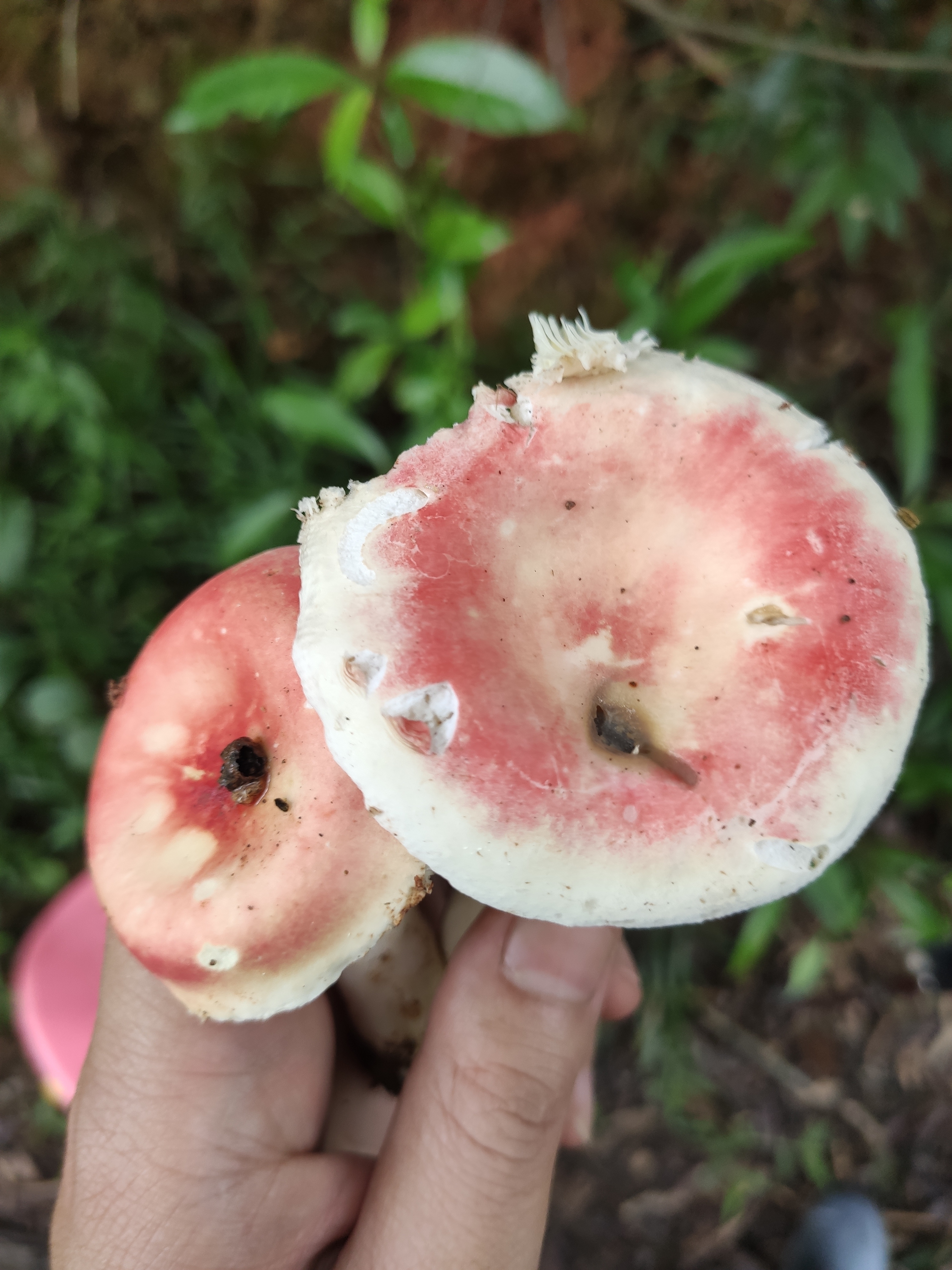 红菇属