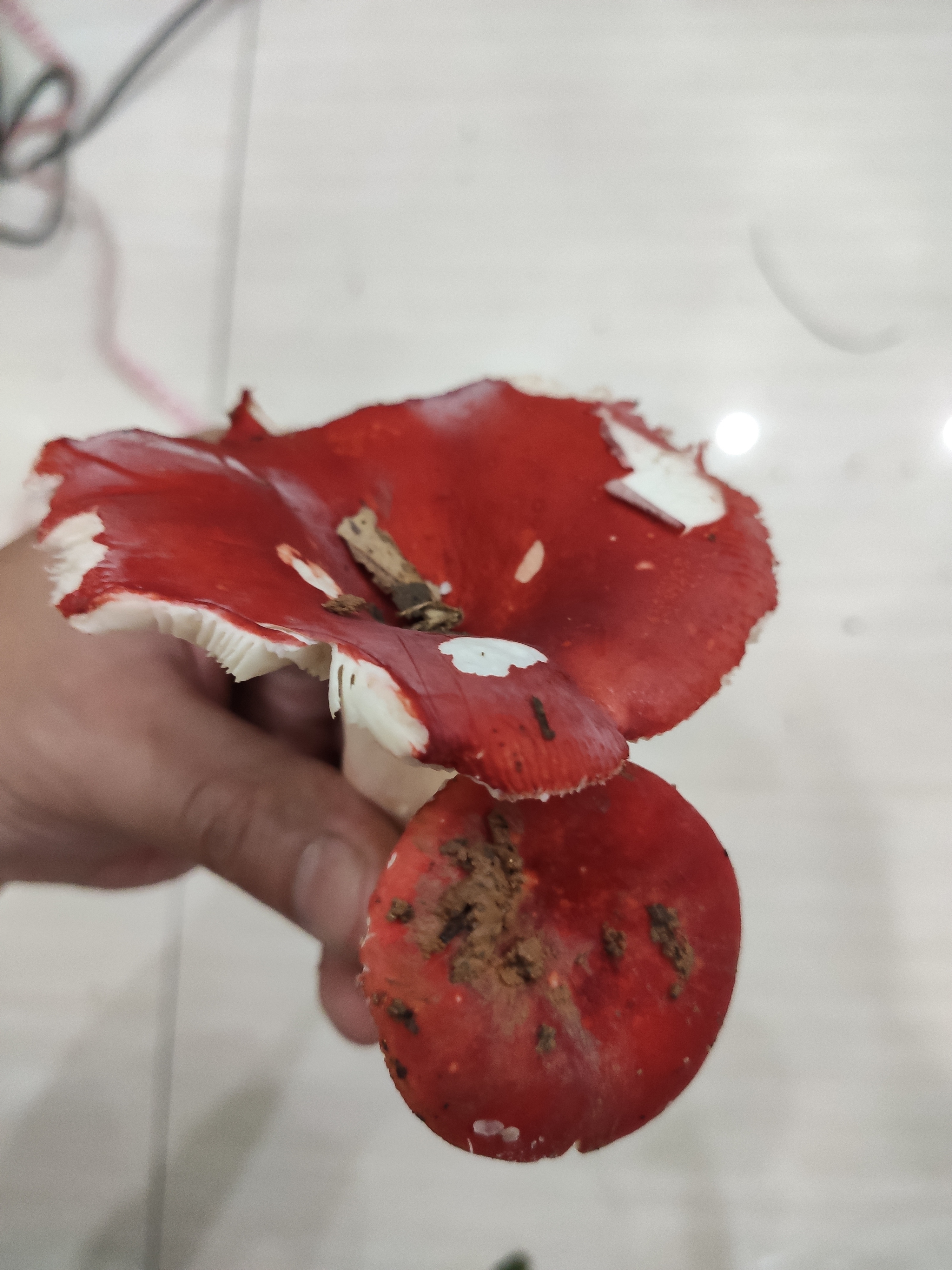 鳞盖红菇