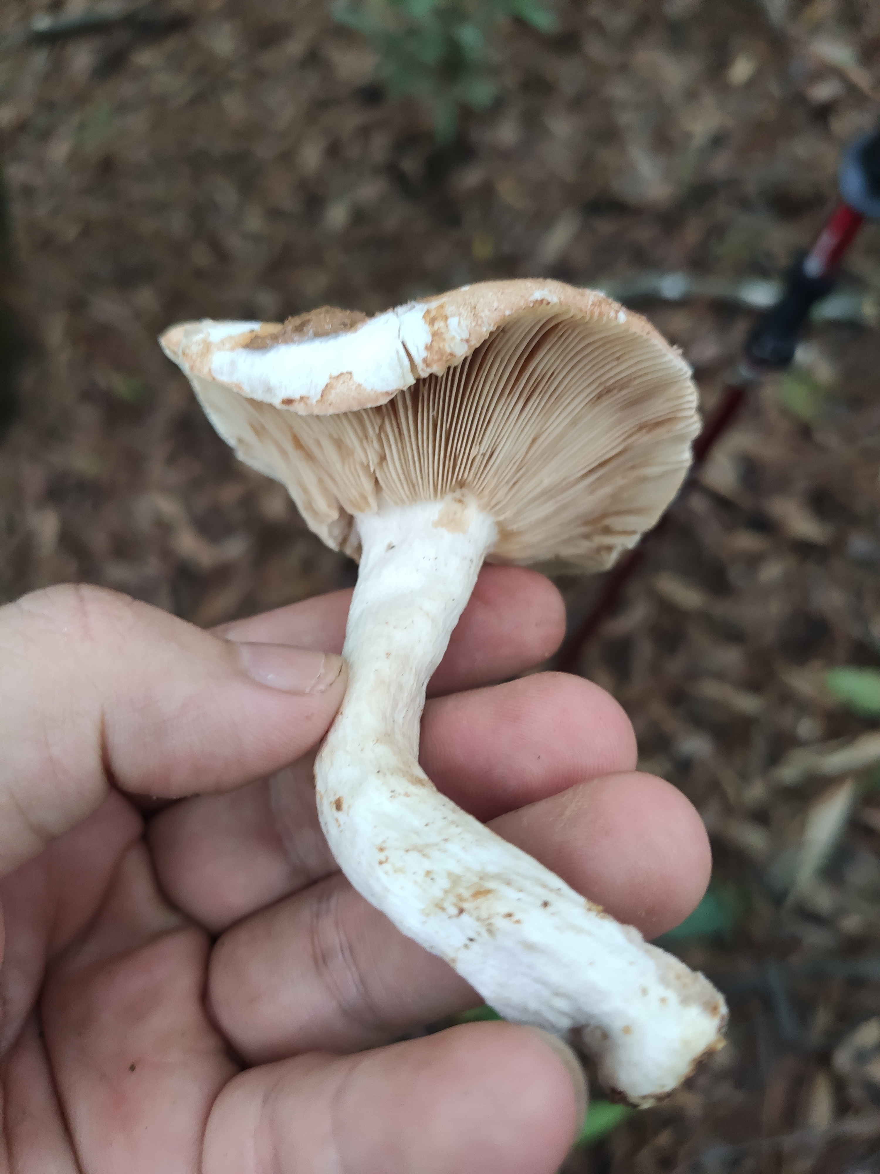 假致密红菇
