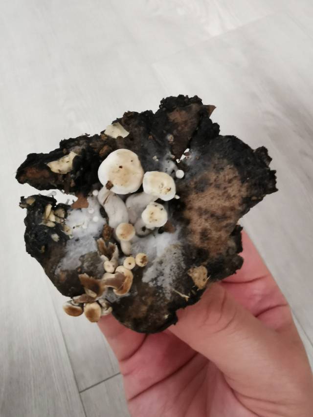 星孢寄生菇