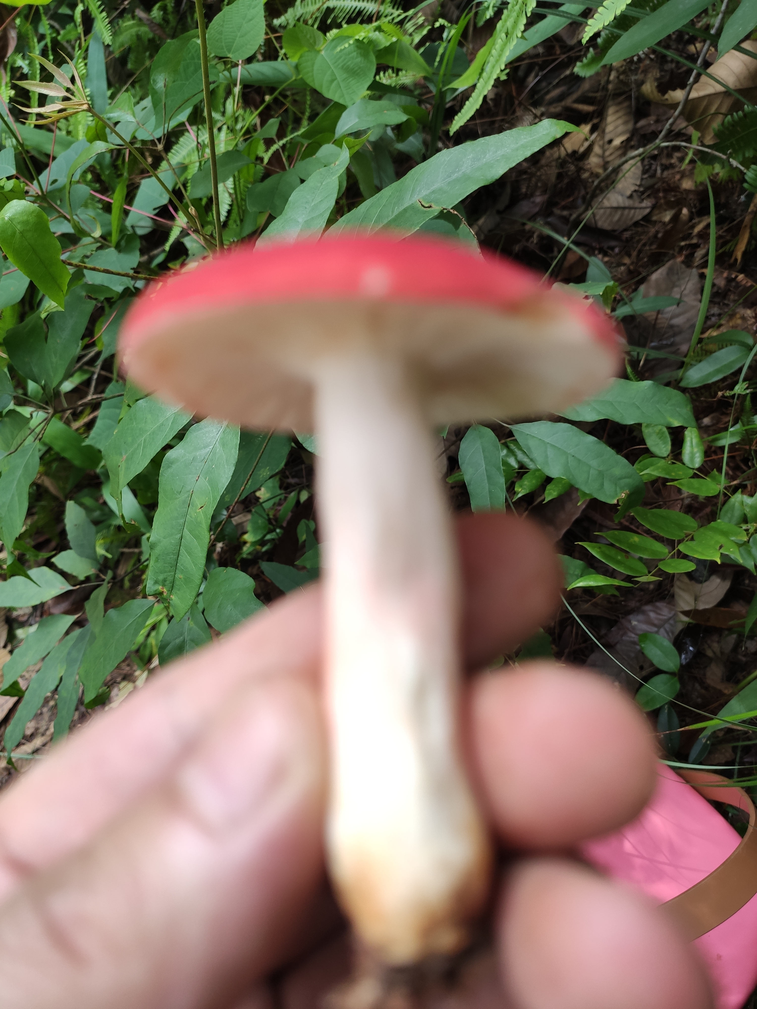 鳞盖红菇