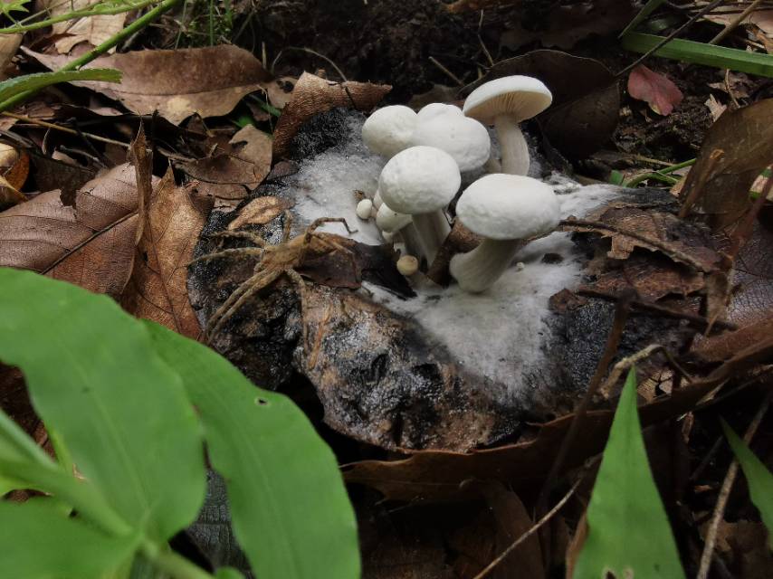 星孢寄生菇