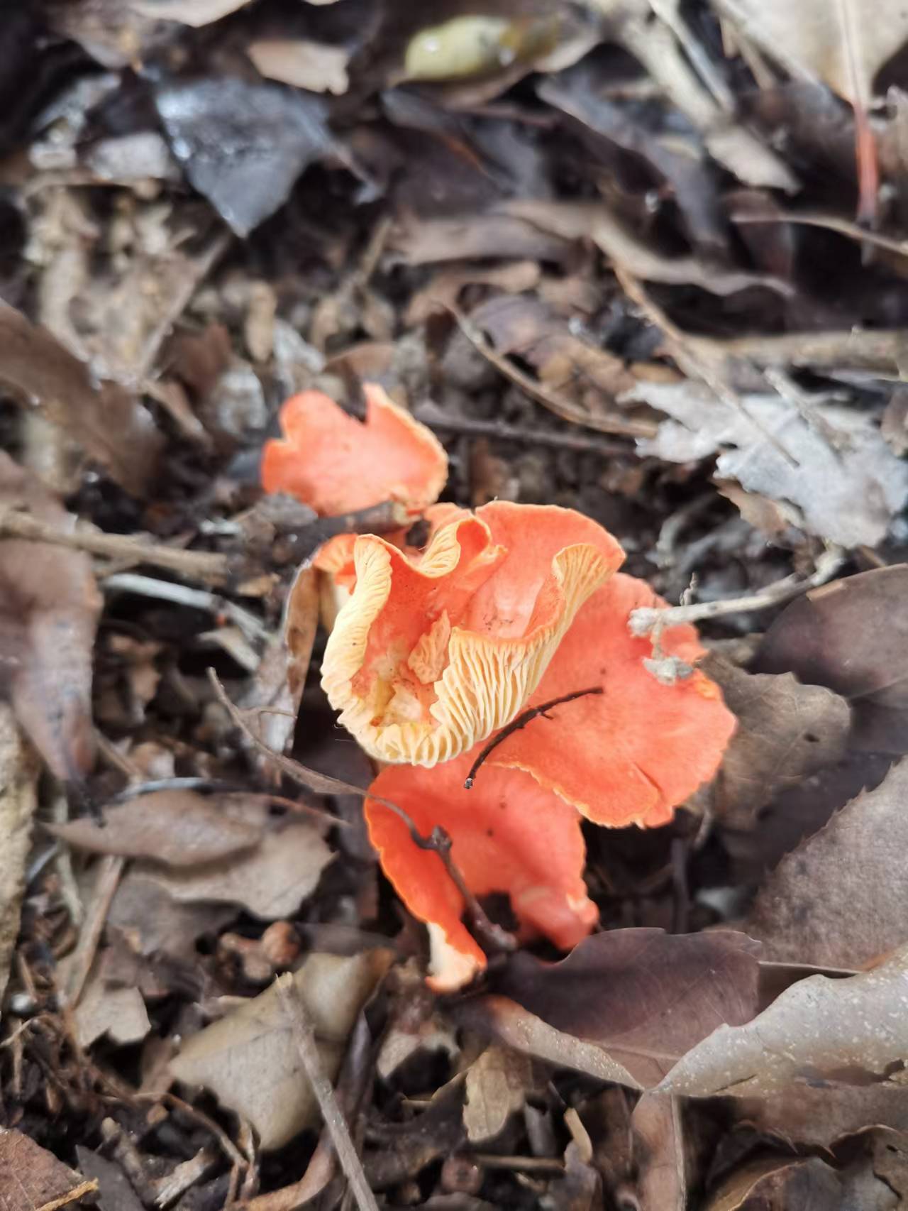桃红鸡油菌