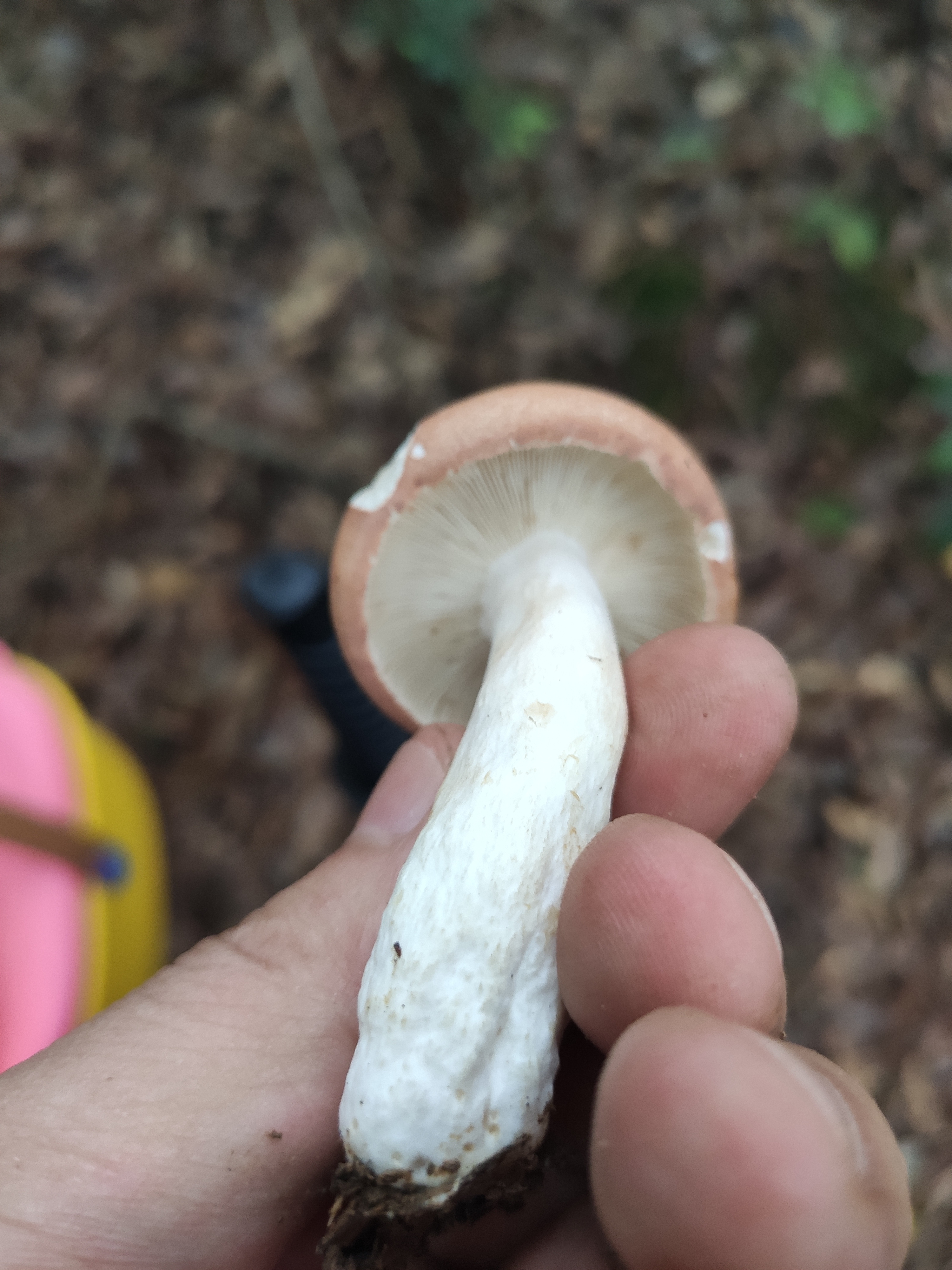 假致密红菇