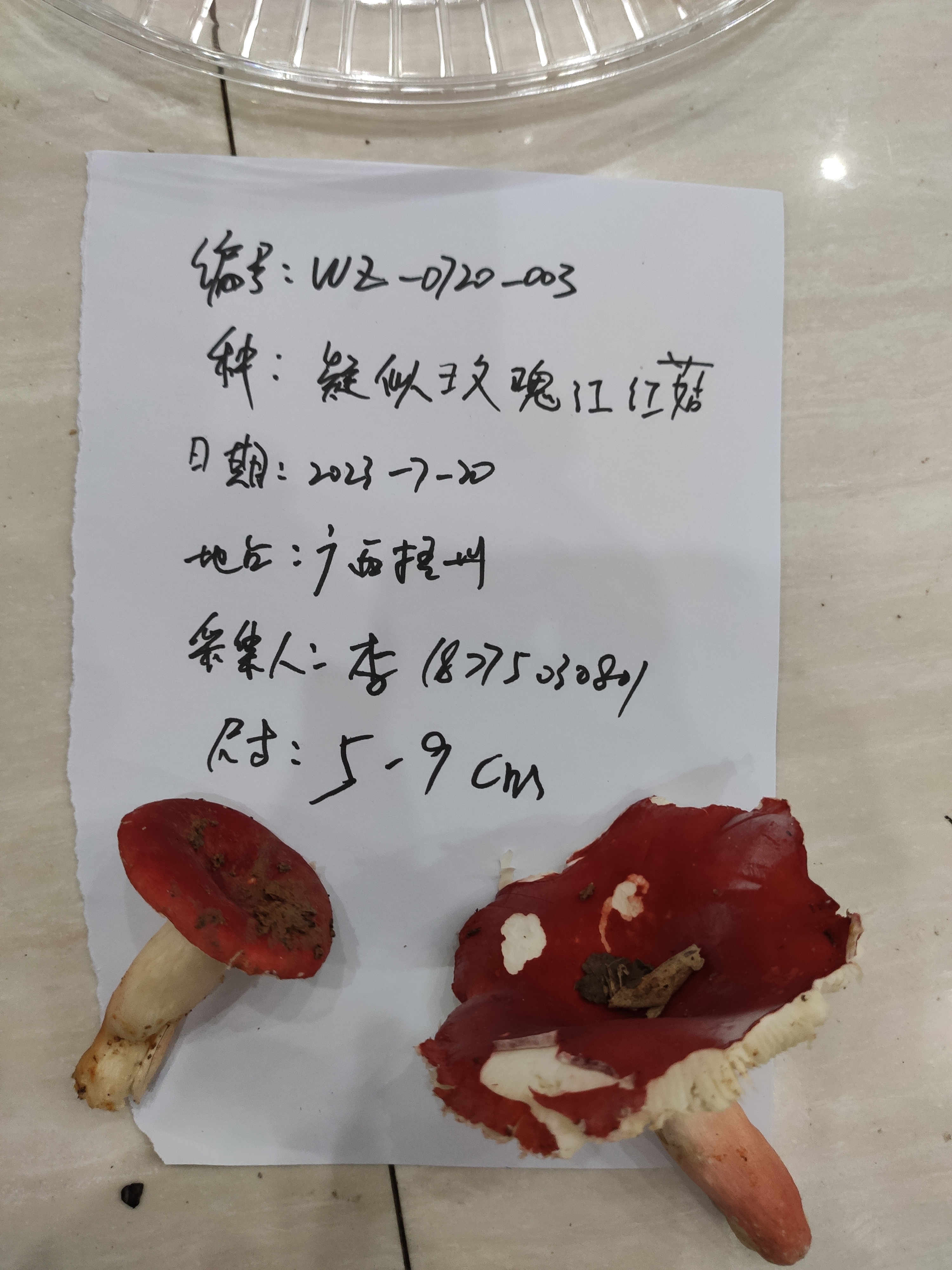 鳞盖红菇