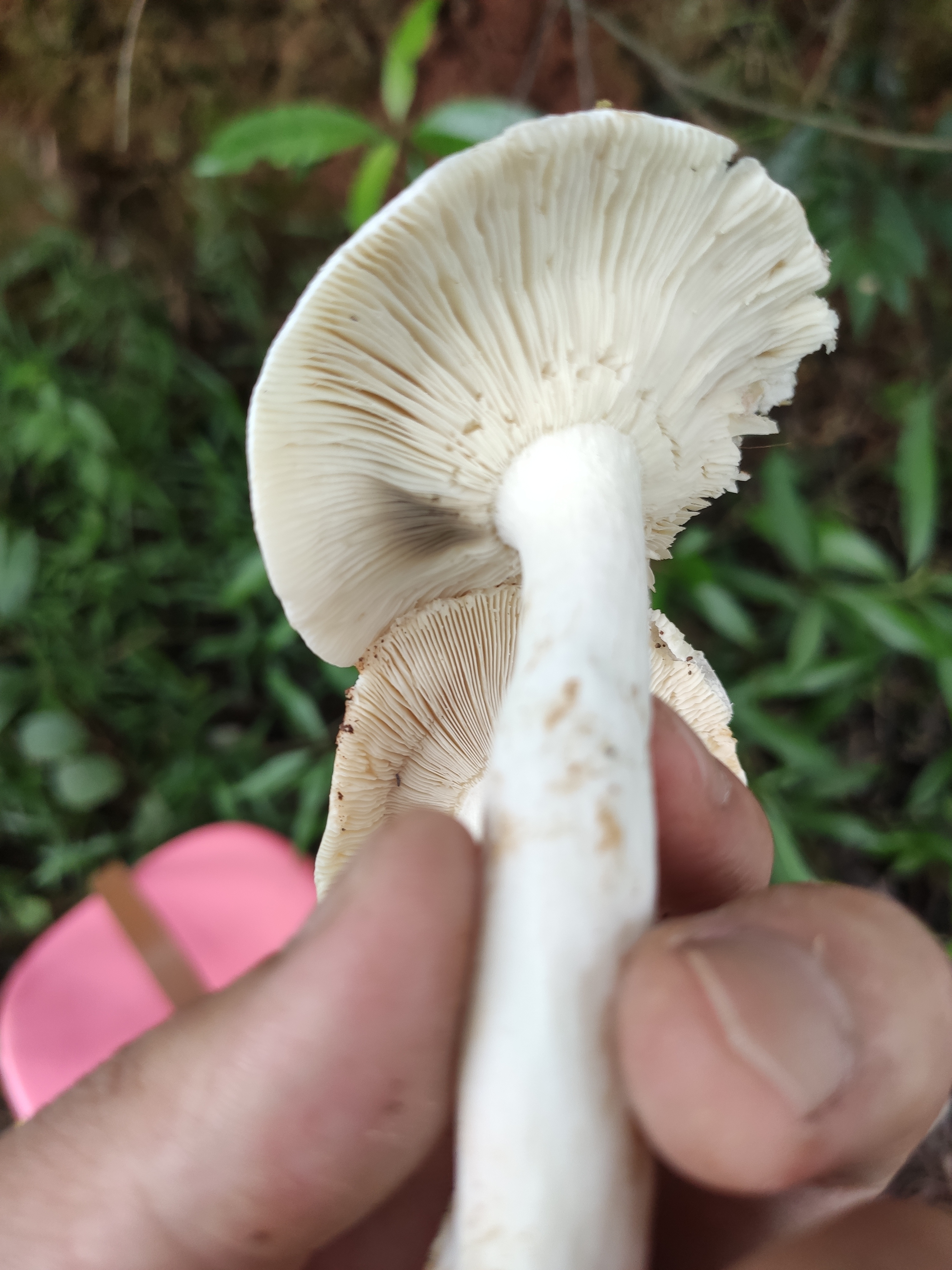 红菇属