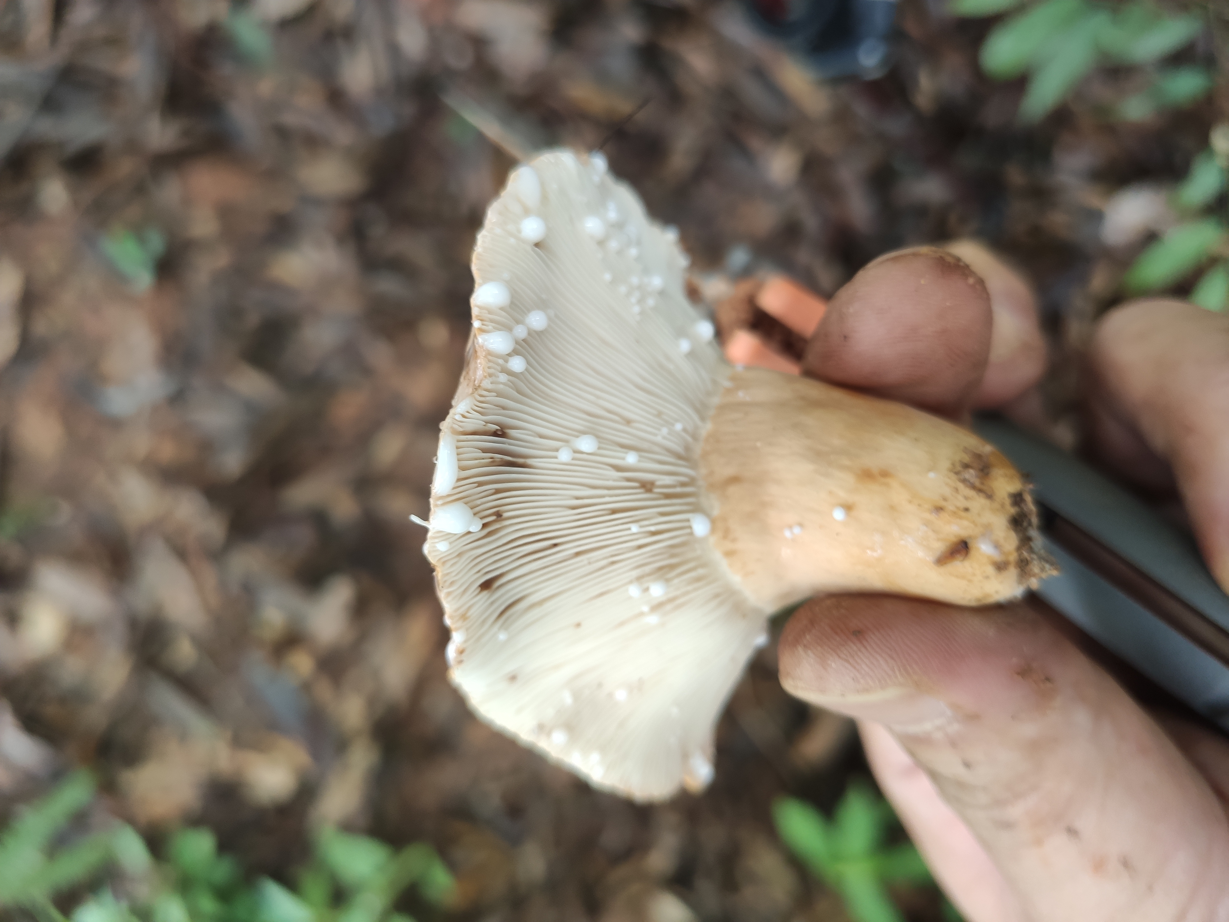 多汁乳菇