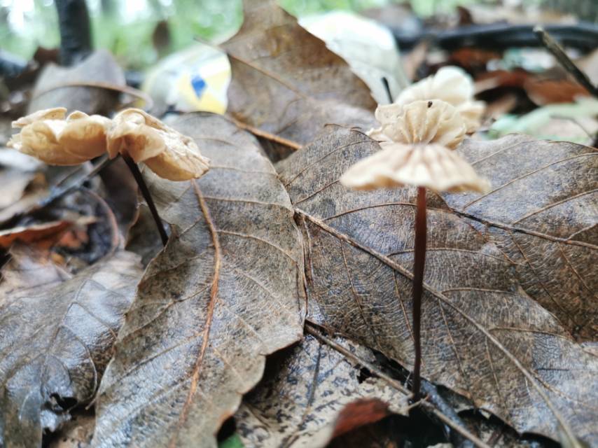 紫条沟小皮伞
