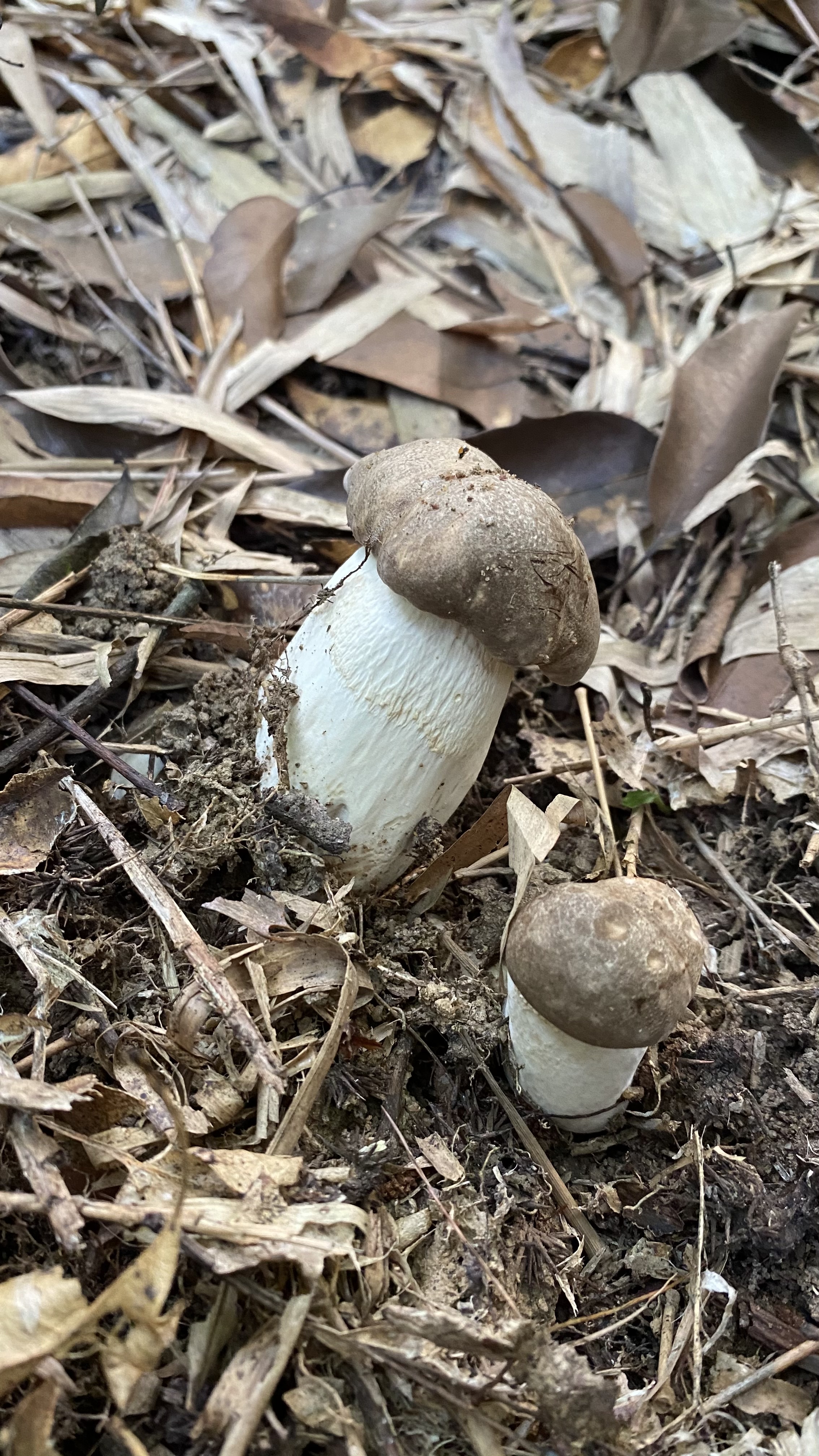 灰盖牛肝菌