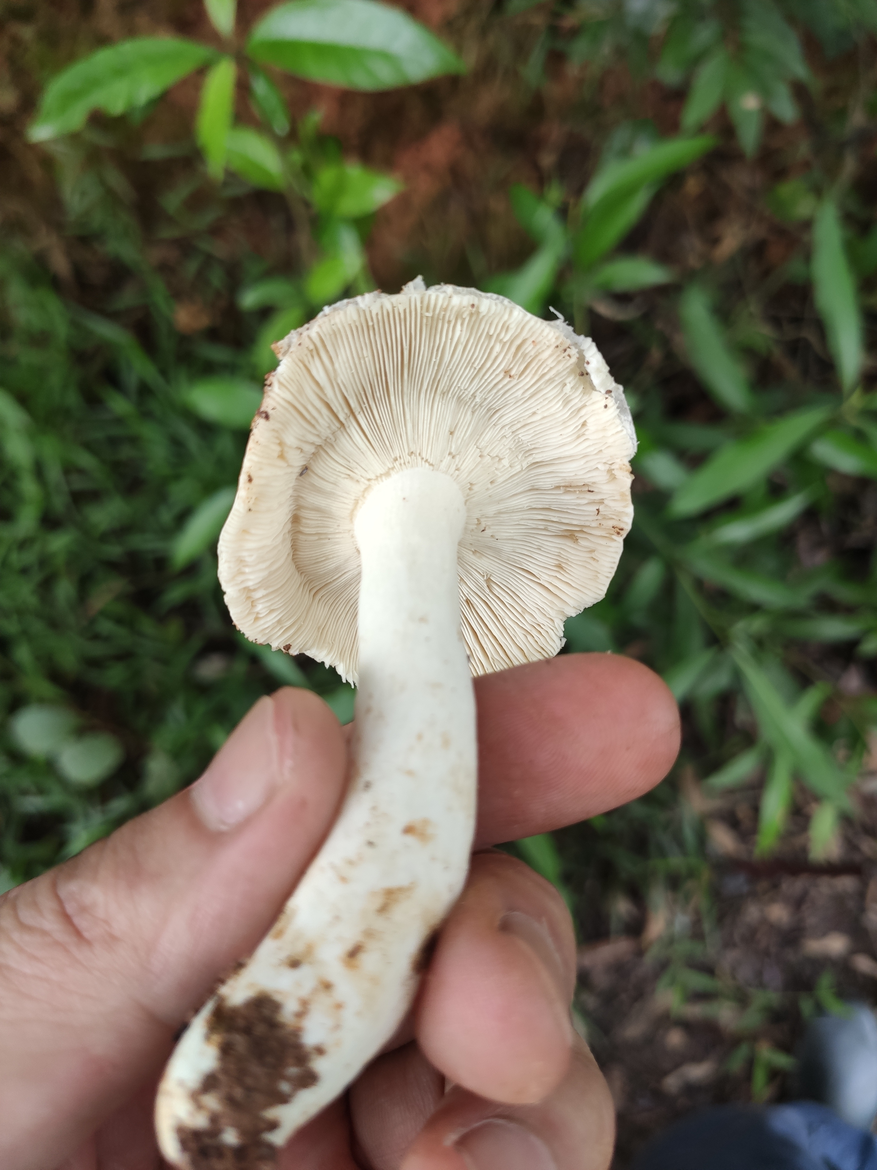 红菇属