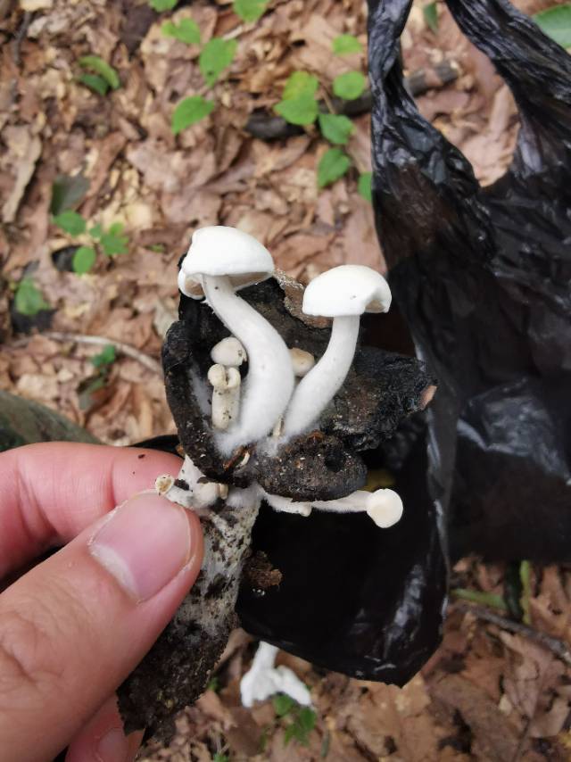 星孢寄生菇