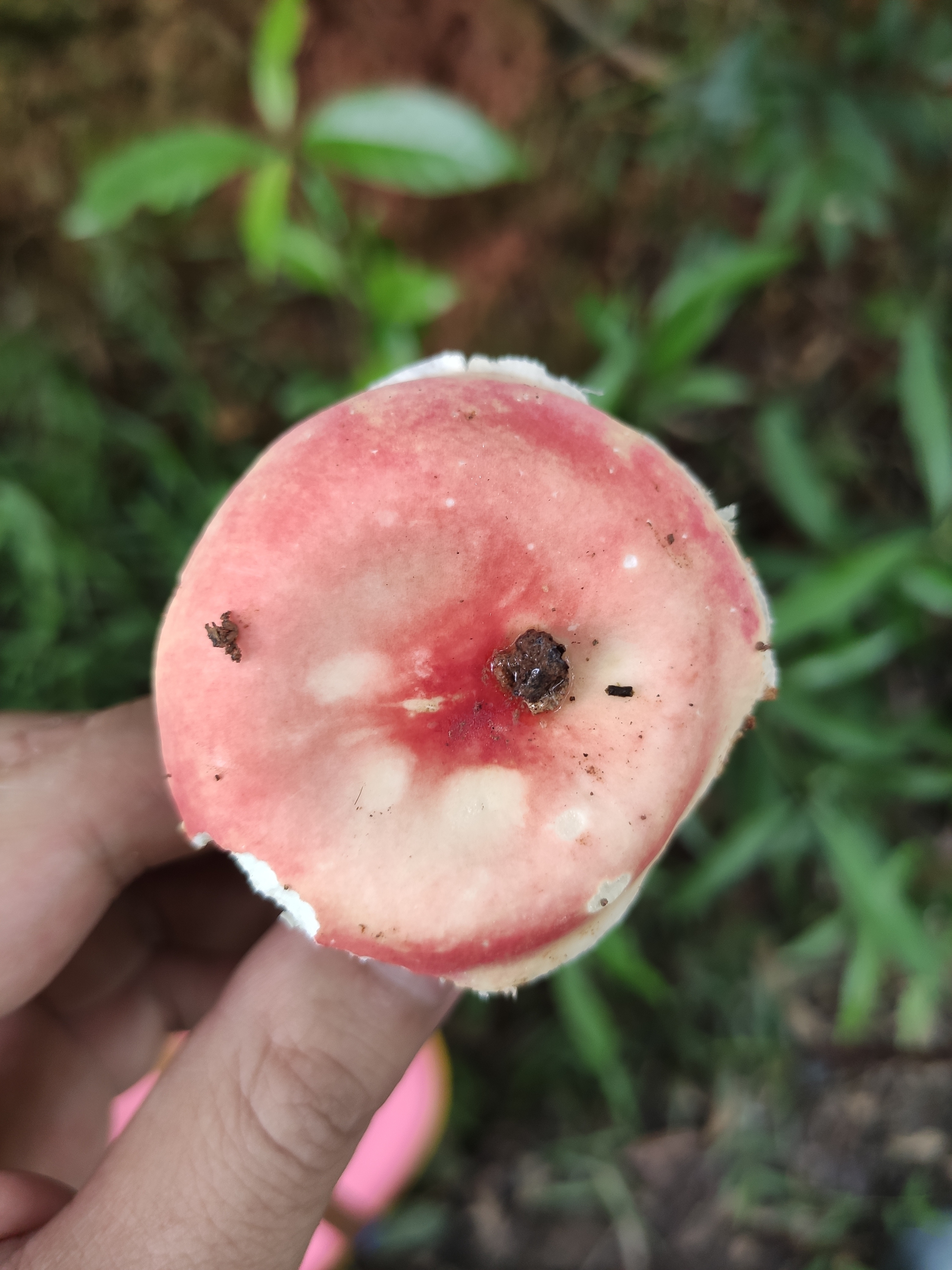 红菇属