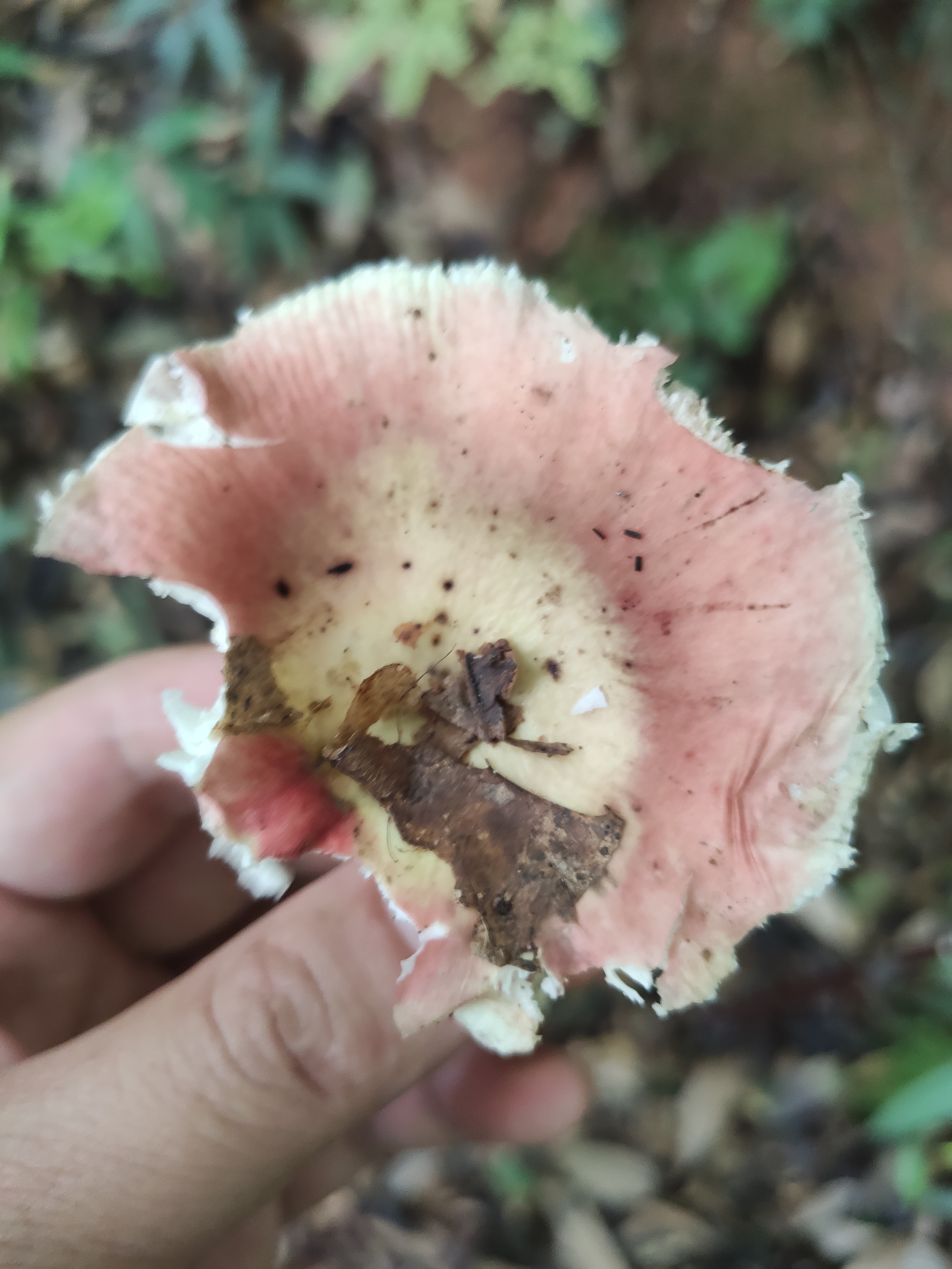 红菇属