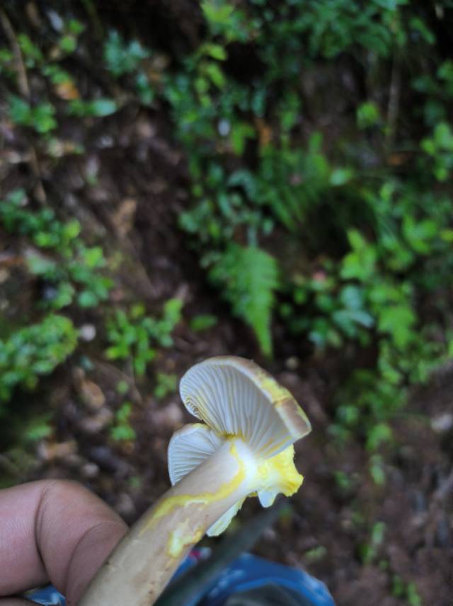 黄美乳菇