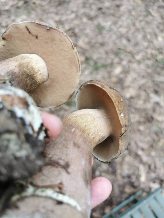 喜马拉雅粉孢牛肝菌