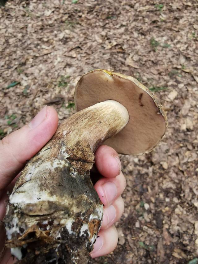 喜马拉雅粉孢牛肝菌