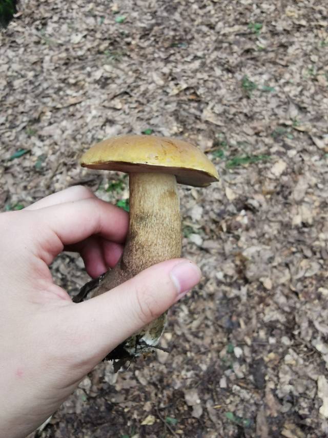 喜马拉雅粉孢牛肝菌