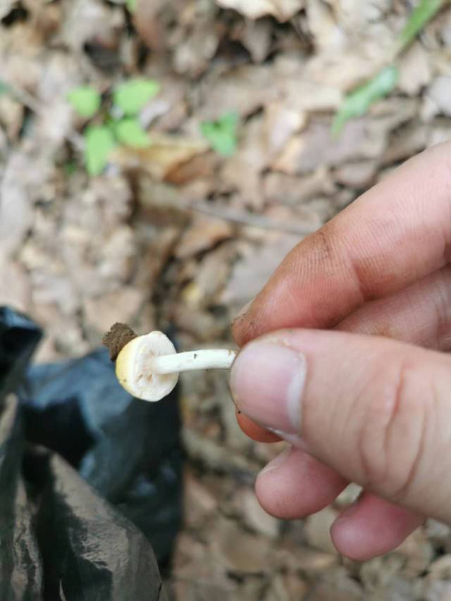 黄蘑菇近似种