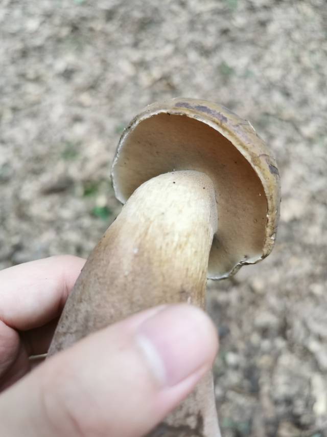喜马拉雅粉孢牛肝菌