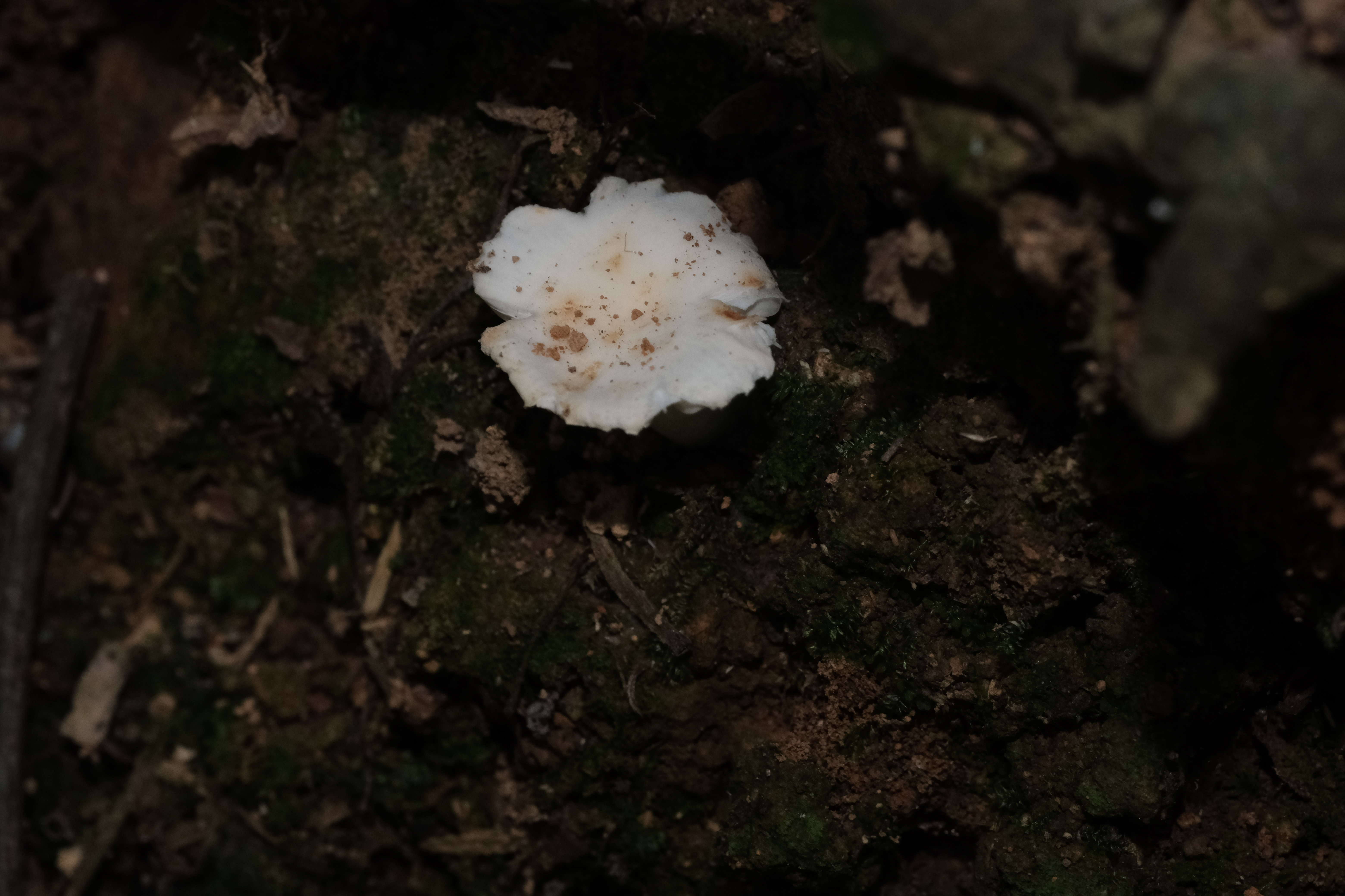 壳状红菇