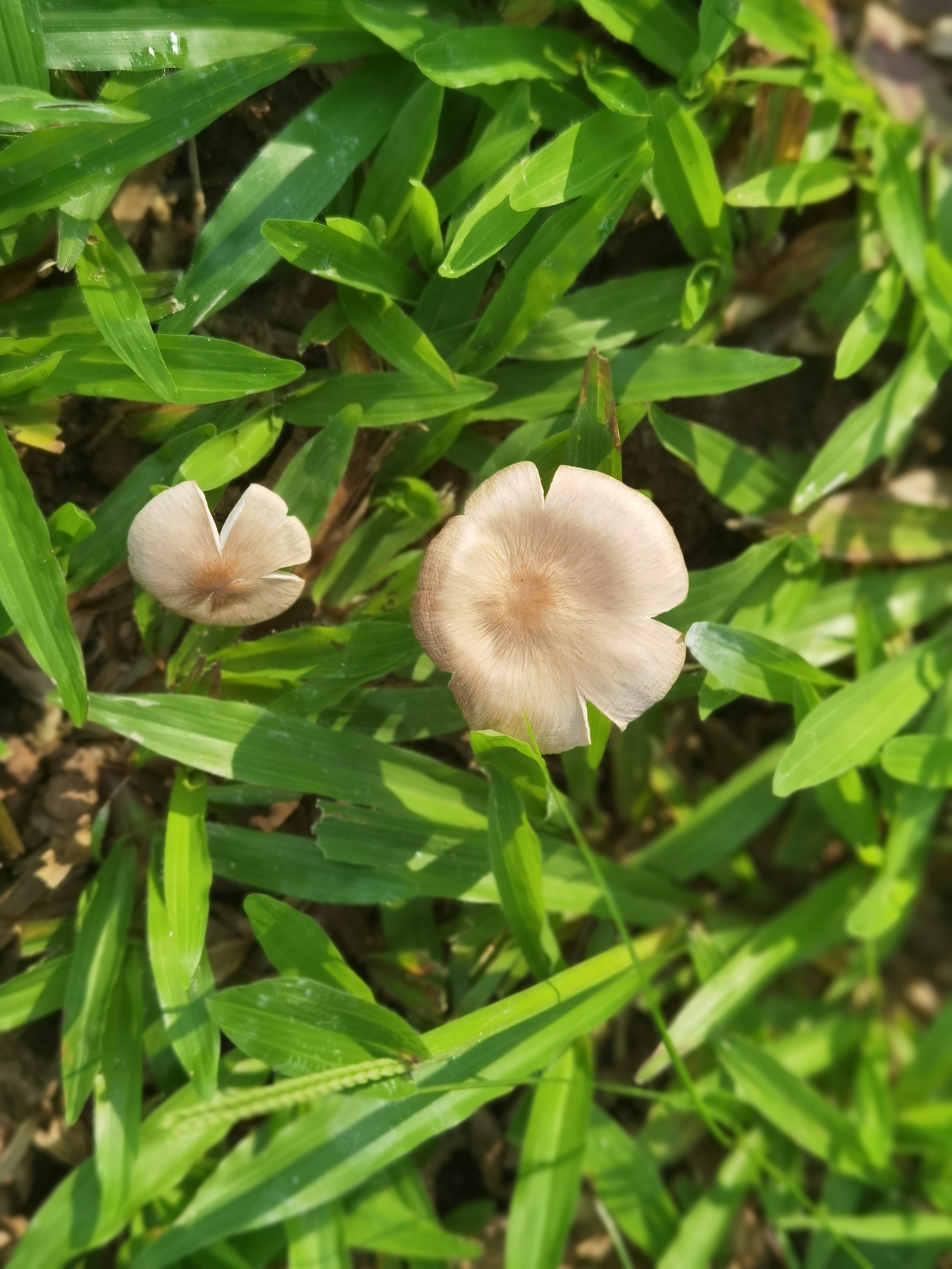 间型鸡㙡