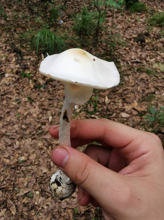 标本照片
