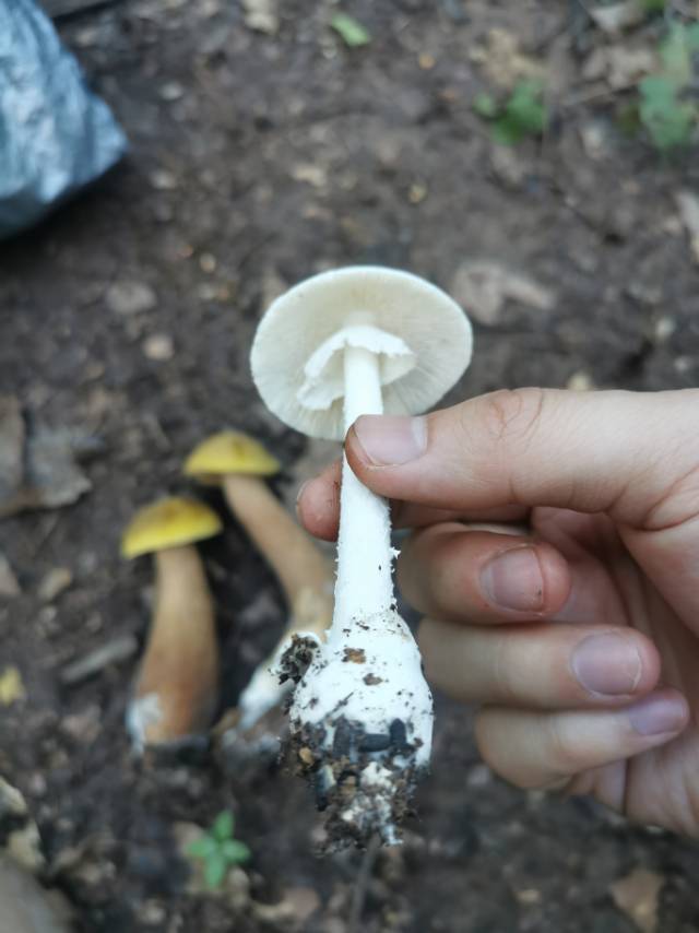 标本照片