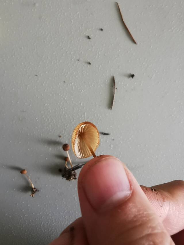 花盖小皮伞