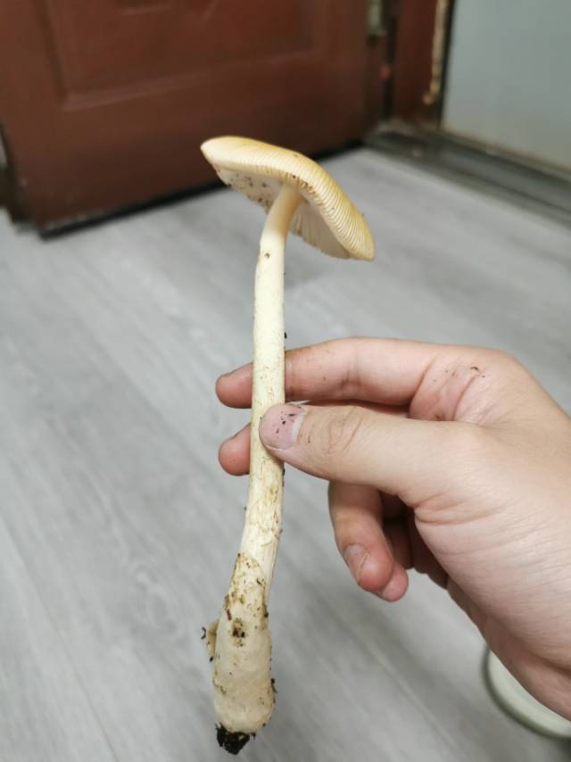 标本照片