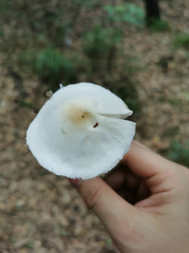 标本照片