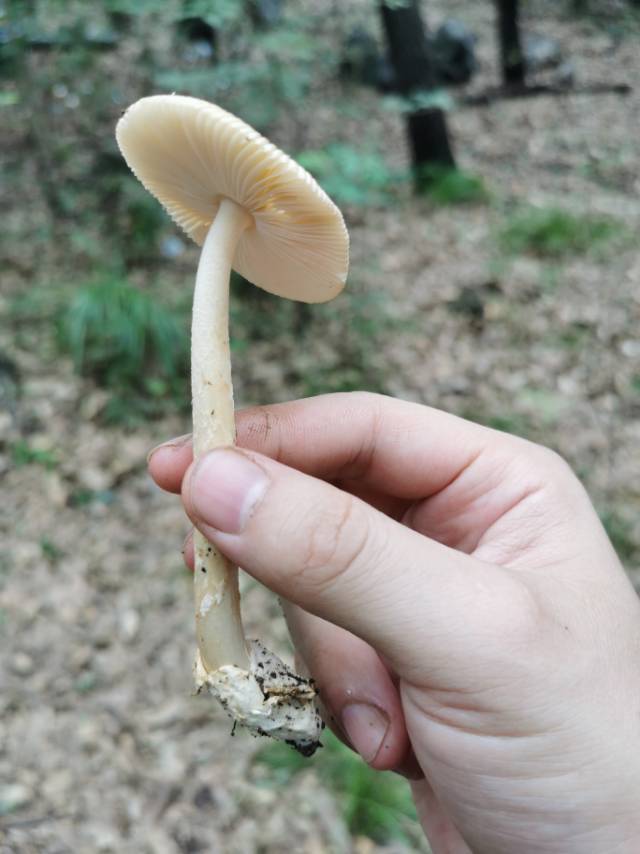 标本照片