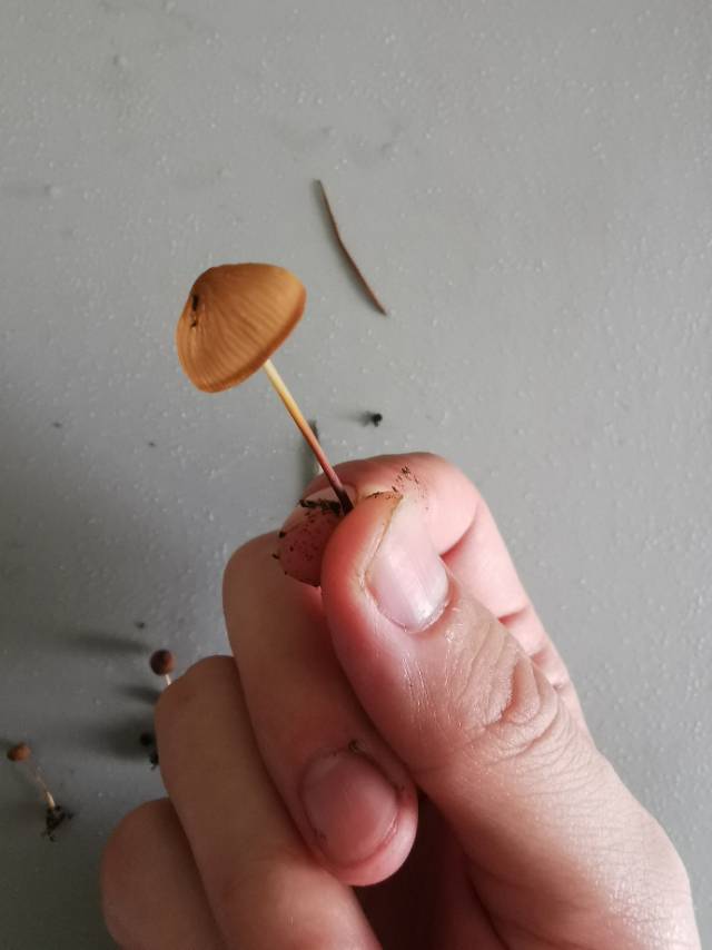 花盖小皮伞