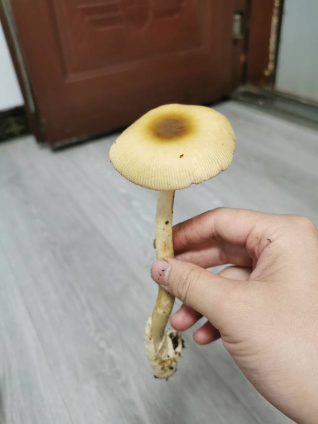 标本照片