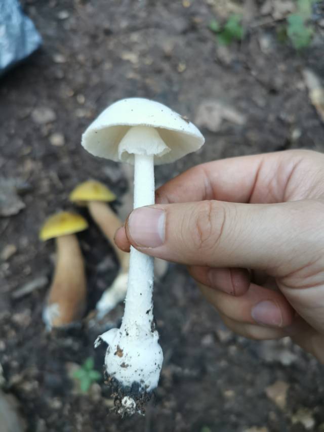标本照片