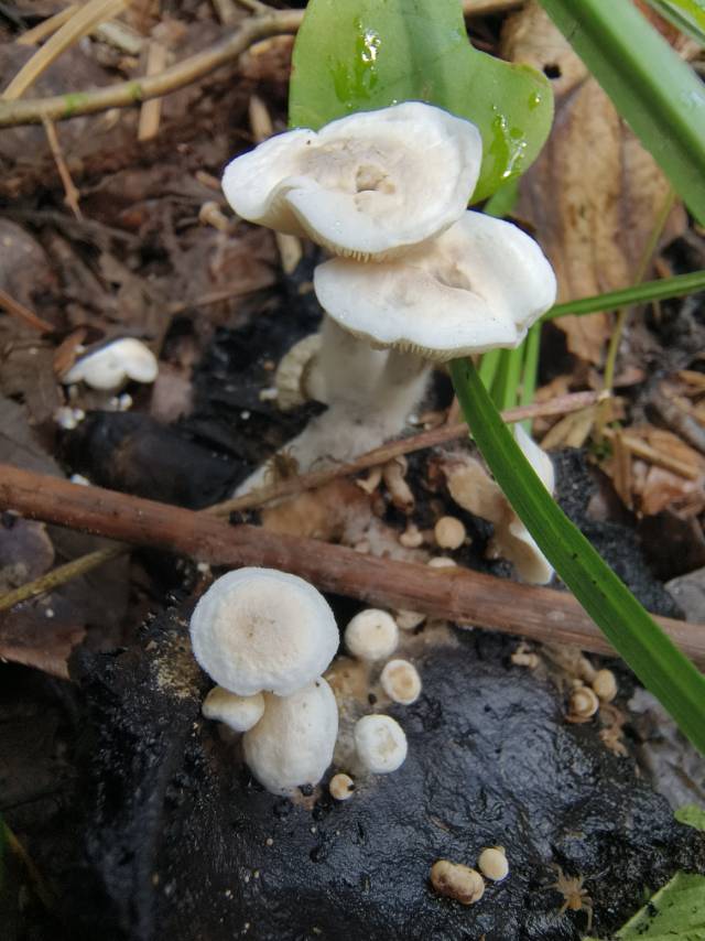 星孢寄生菇