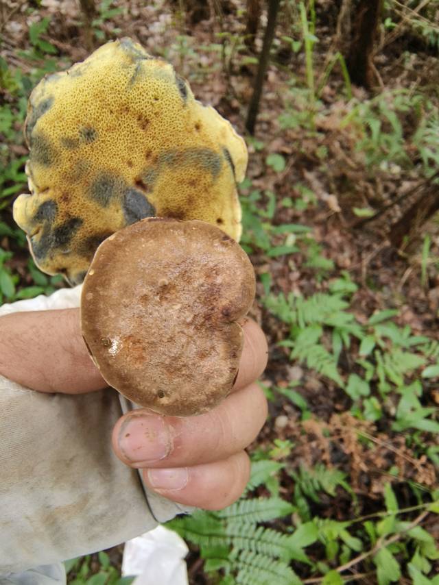 铅色短孢牛肝菌 近似种