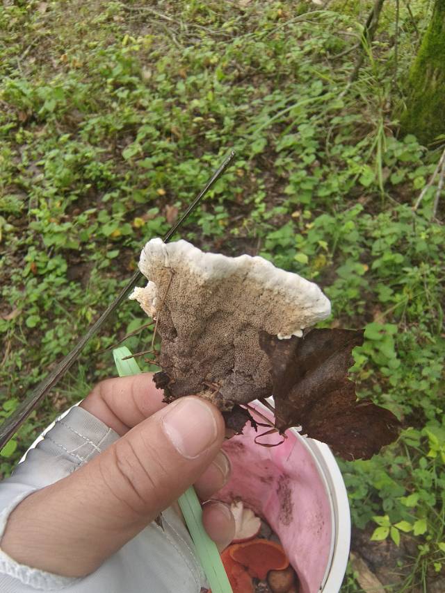 锡金革菌 近似种