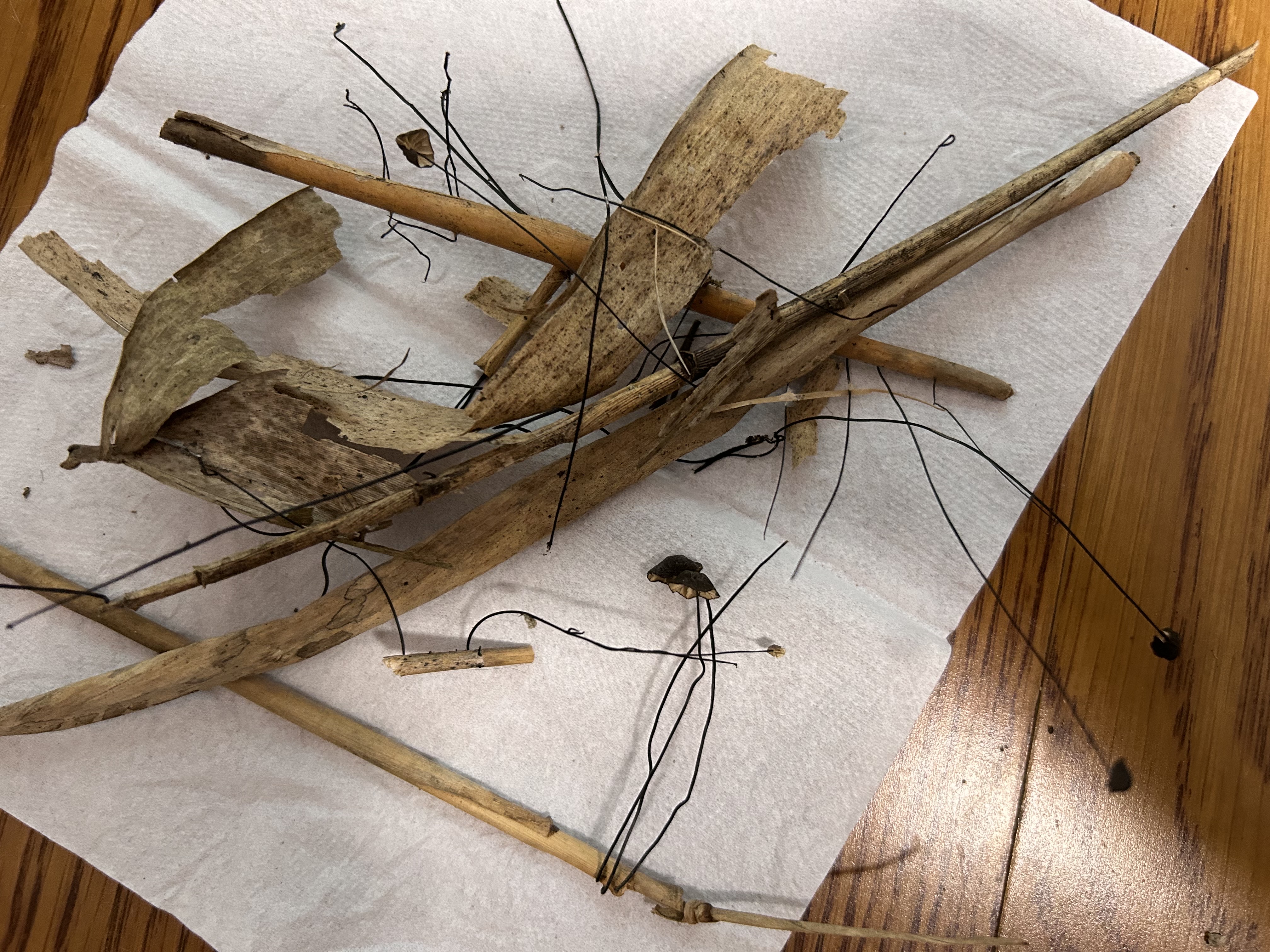 安络小皮伞组物种