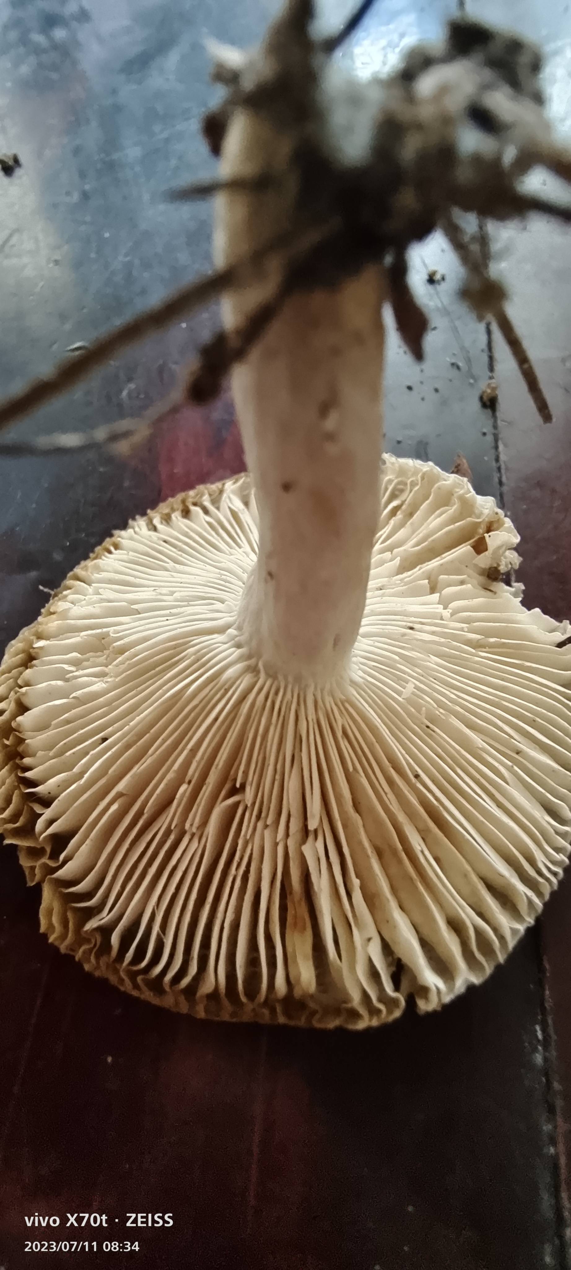 碗状红菇