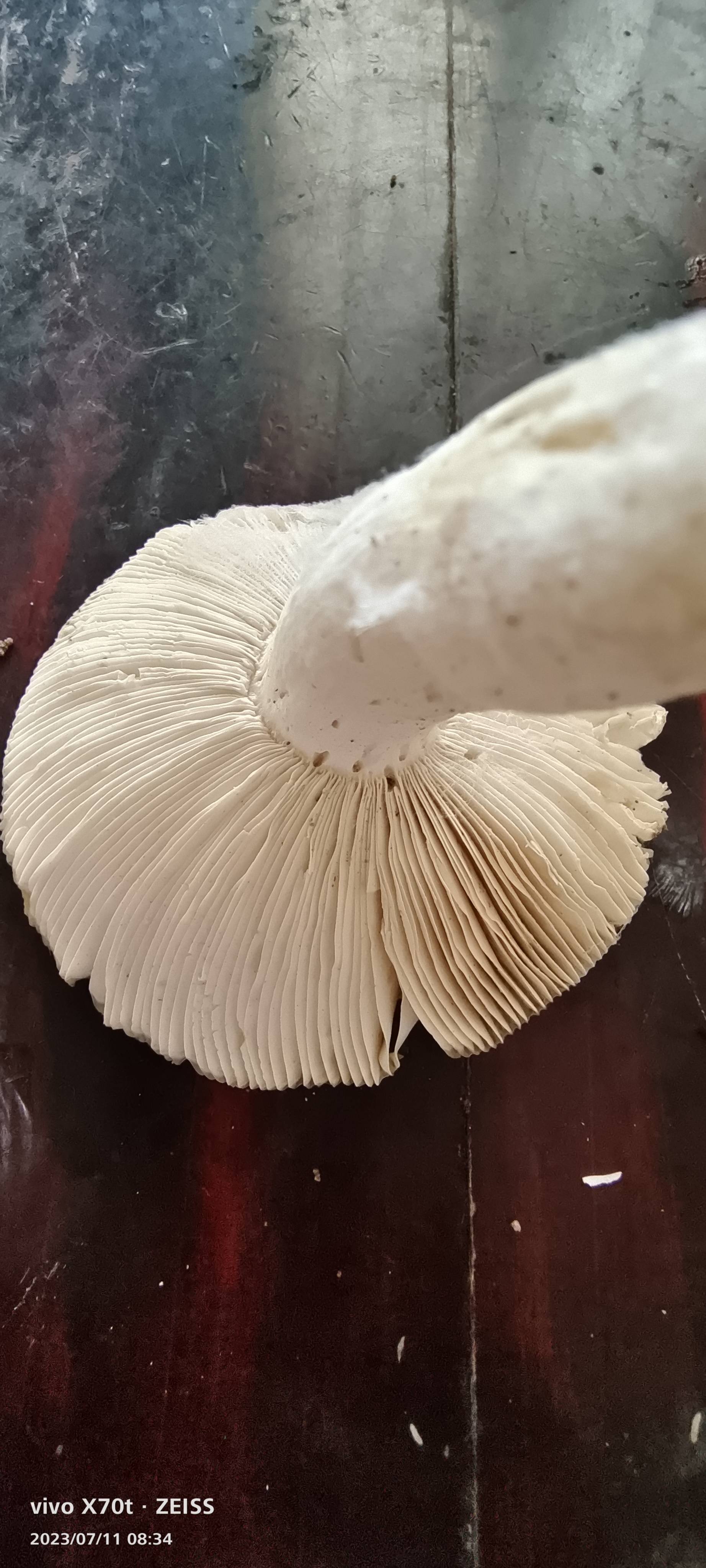 变绿红菇复合群