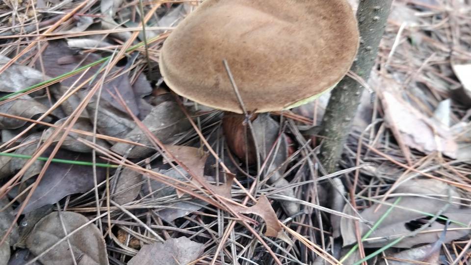 普陀山条孢牛肝菌