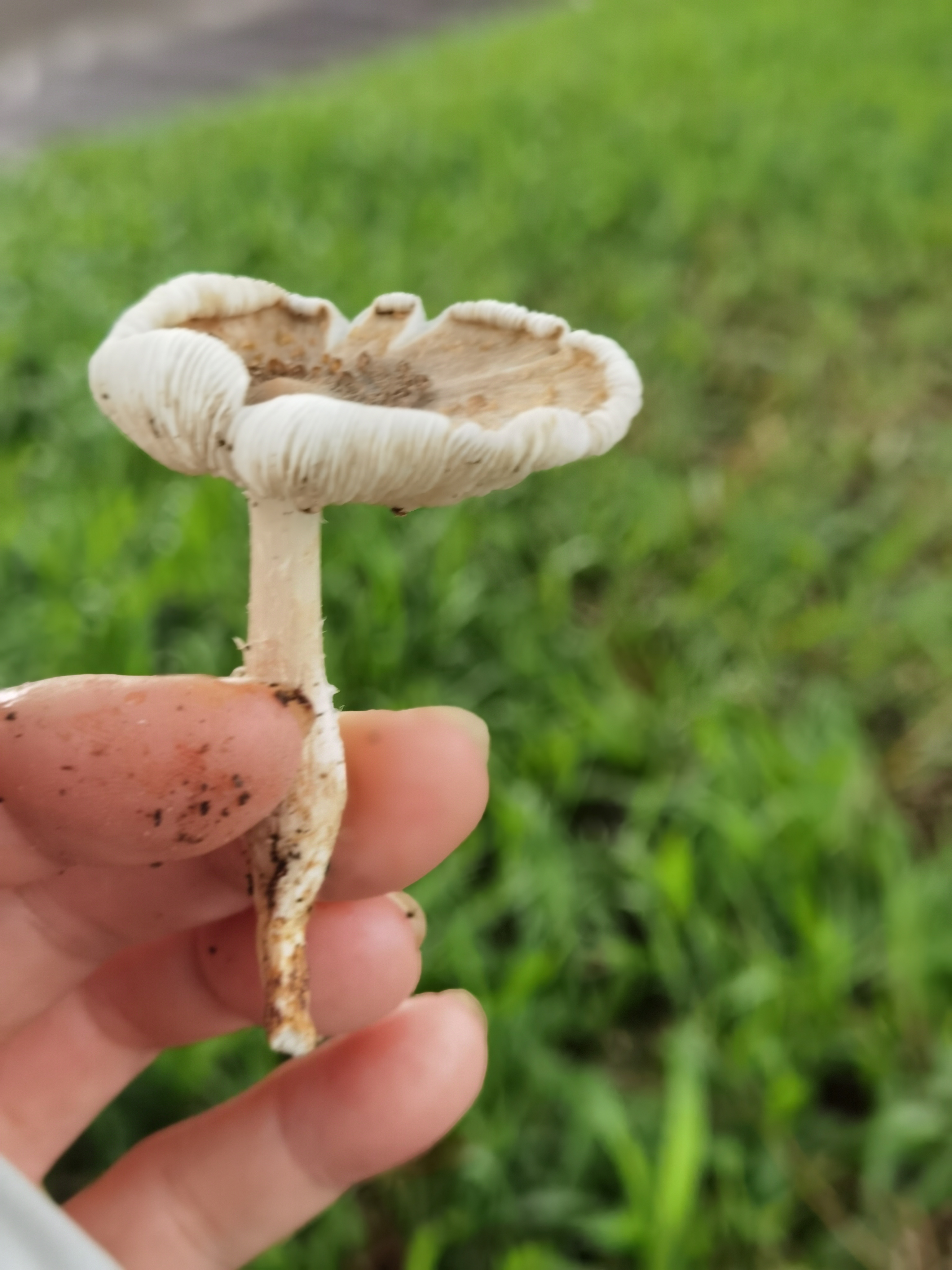 间型鸡㙡