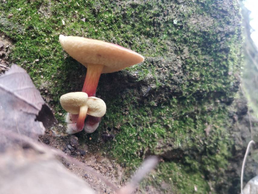杏仁味庭院牛肝菌