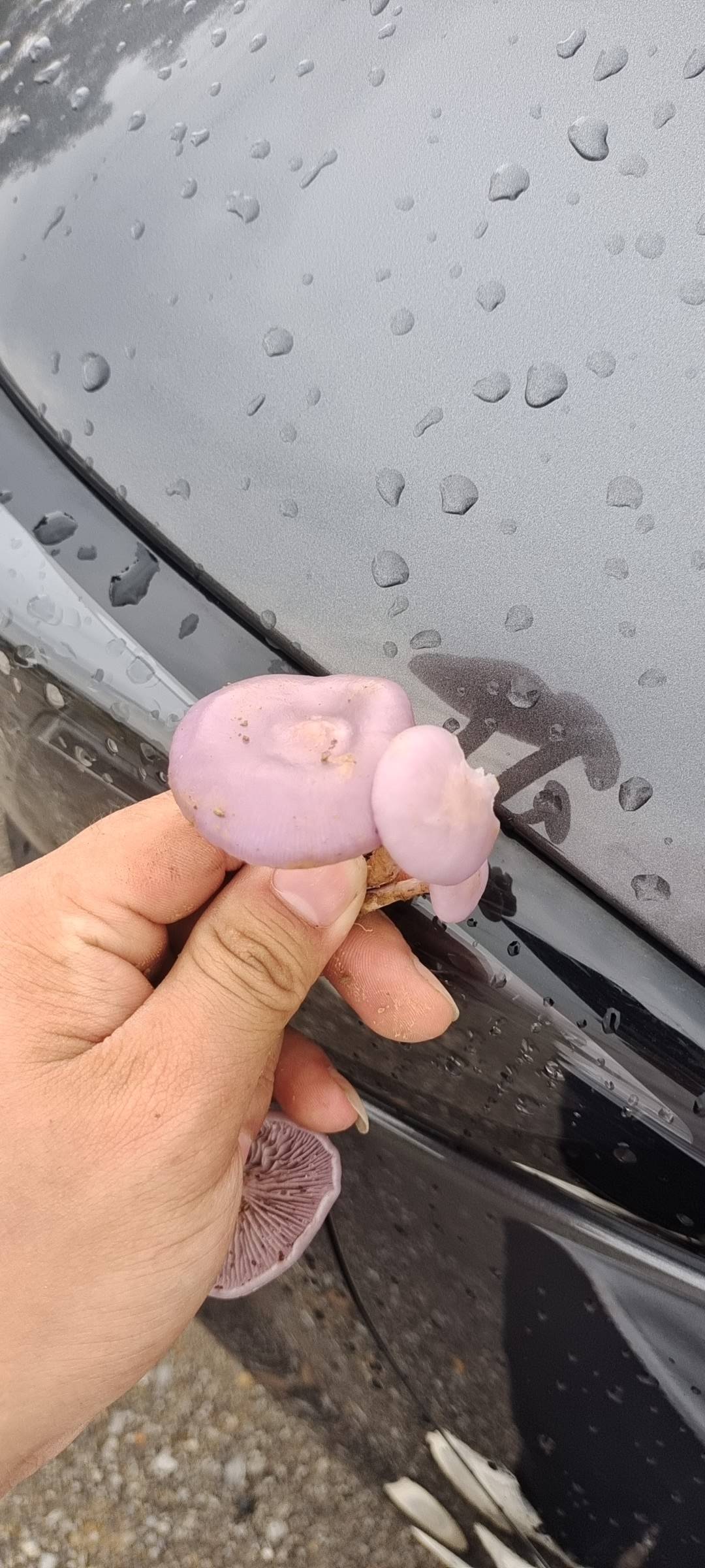 标本照片