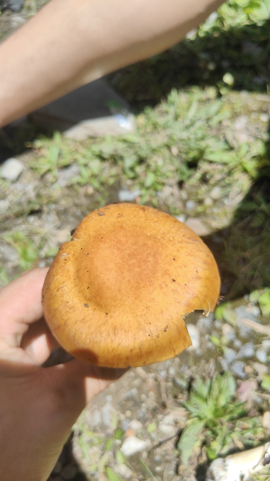 棉毛丝膜菌